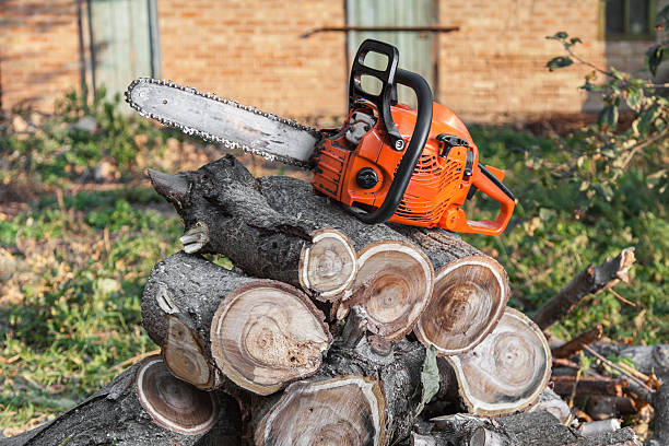 Large Tree Removal in Palm Beach Shores, FL